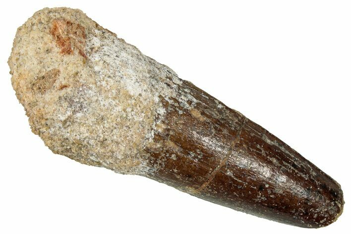 Fossil Spinosaurus Tooth - Feeding Worn Tip #353013